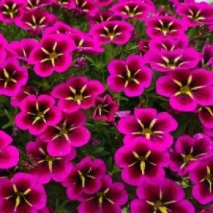 Calibrachoa  Cabaret Good Night Kiss7_300x30022